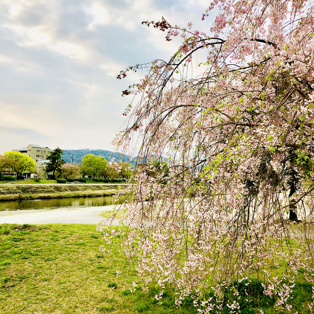 朝の鴨川と京都御所の写真3
