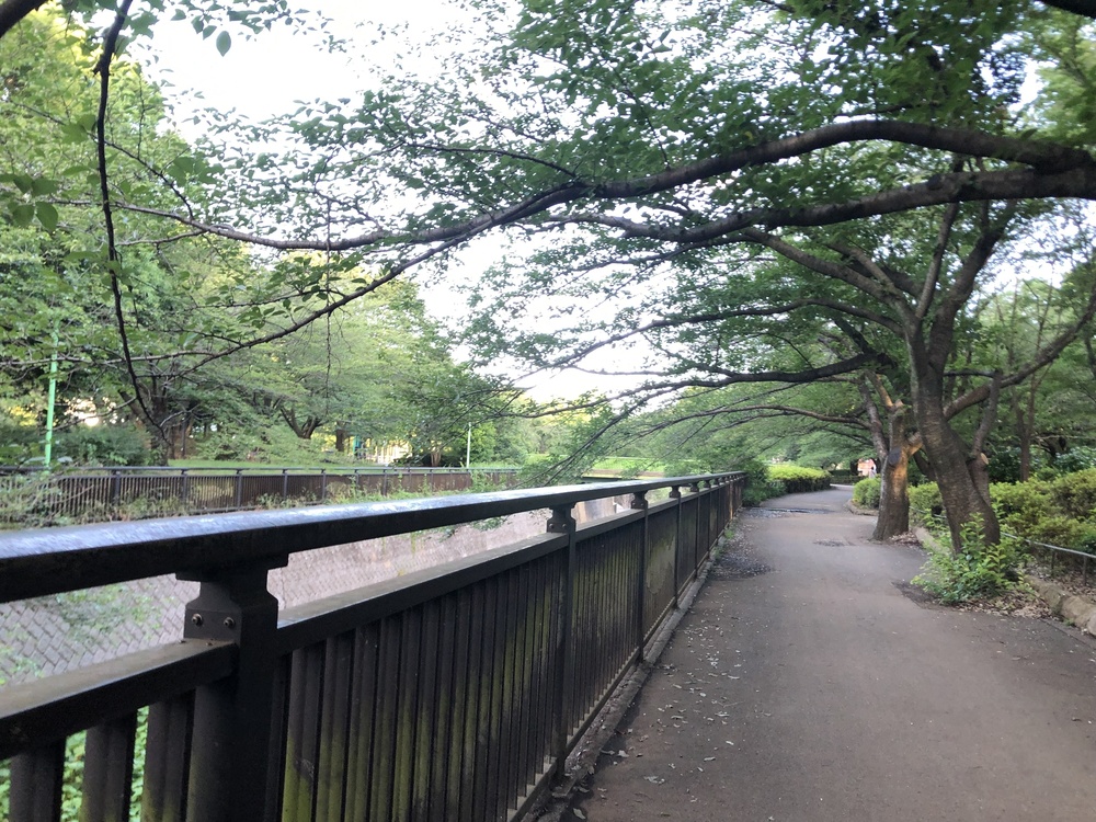 鳥になりたいの写真3