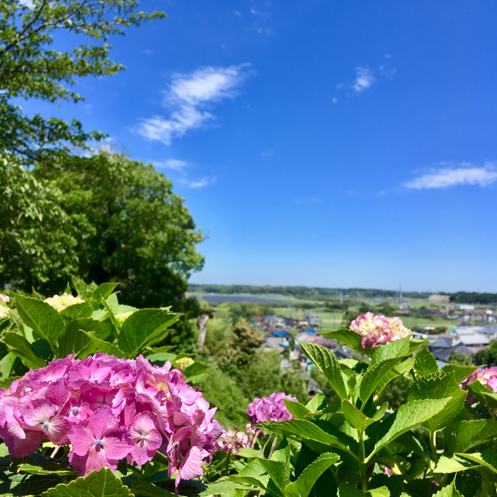 【佐倉ラベンダーランド&臼井城址公園あじさいラン】の写真6
