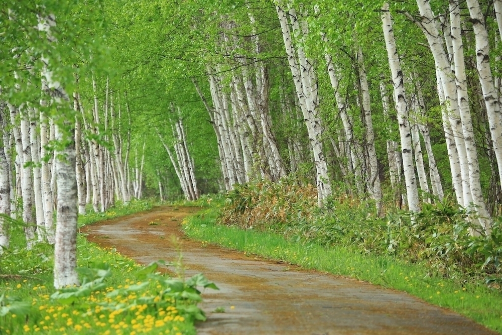 絶景の宝庫・白金周回コースの写真5