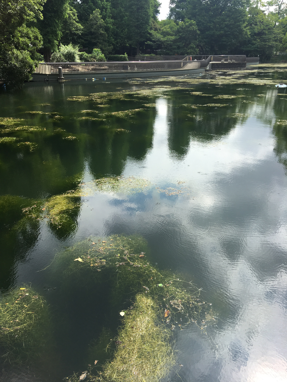 俺の武蔵野湧水弁天巡り、LSD28kmの写真21