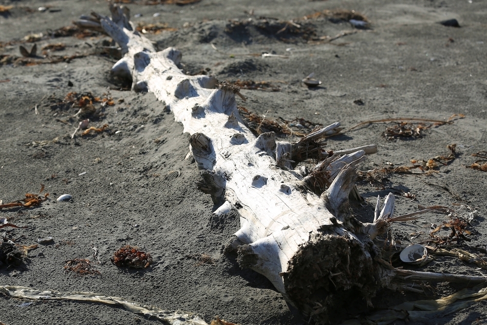 「浜中町なぎさのドライブウェイ」の写真5