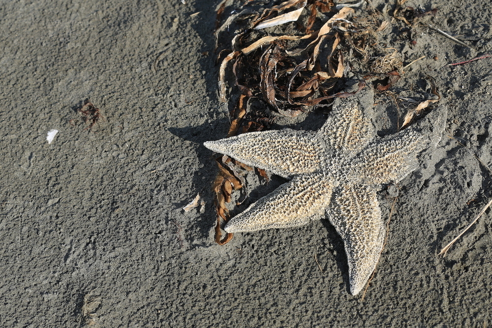 「浜中町なぎさのドライブウェイ」の写真6