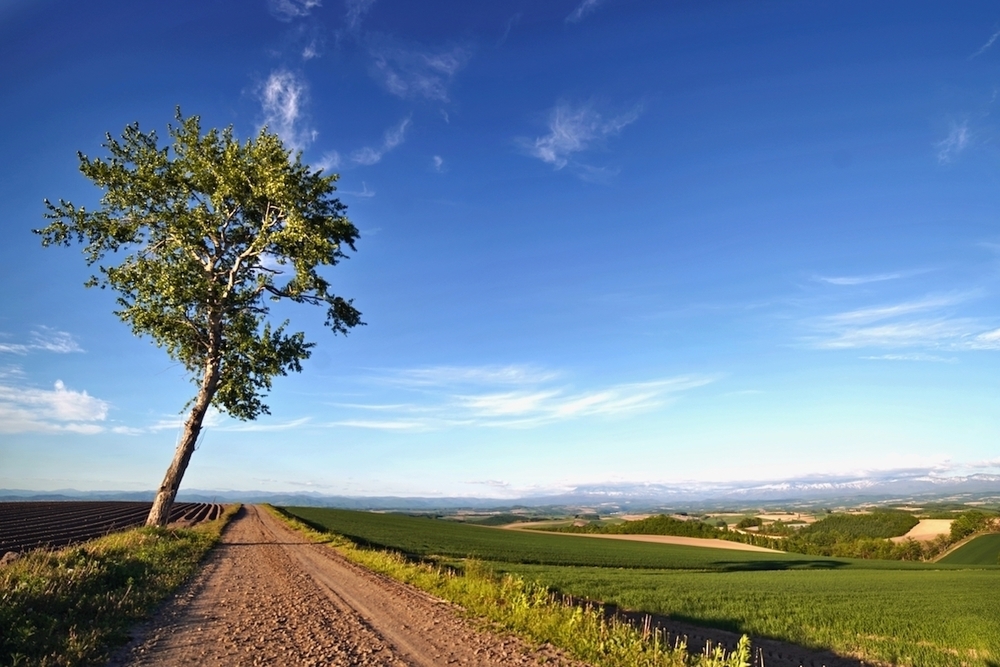 観光マップに載ってない五稜の丘の写真3