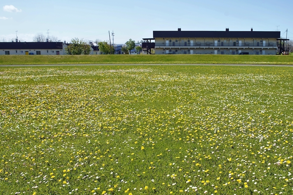 お花畑のトラック・豊富町陸上競技場の写真5