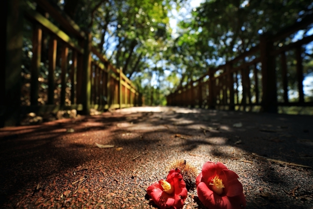 春野総合運動公園クロカンコースの写真5