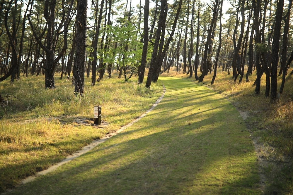 くにの松原2kmクロカンコースの写真4