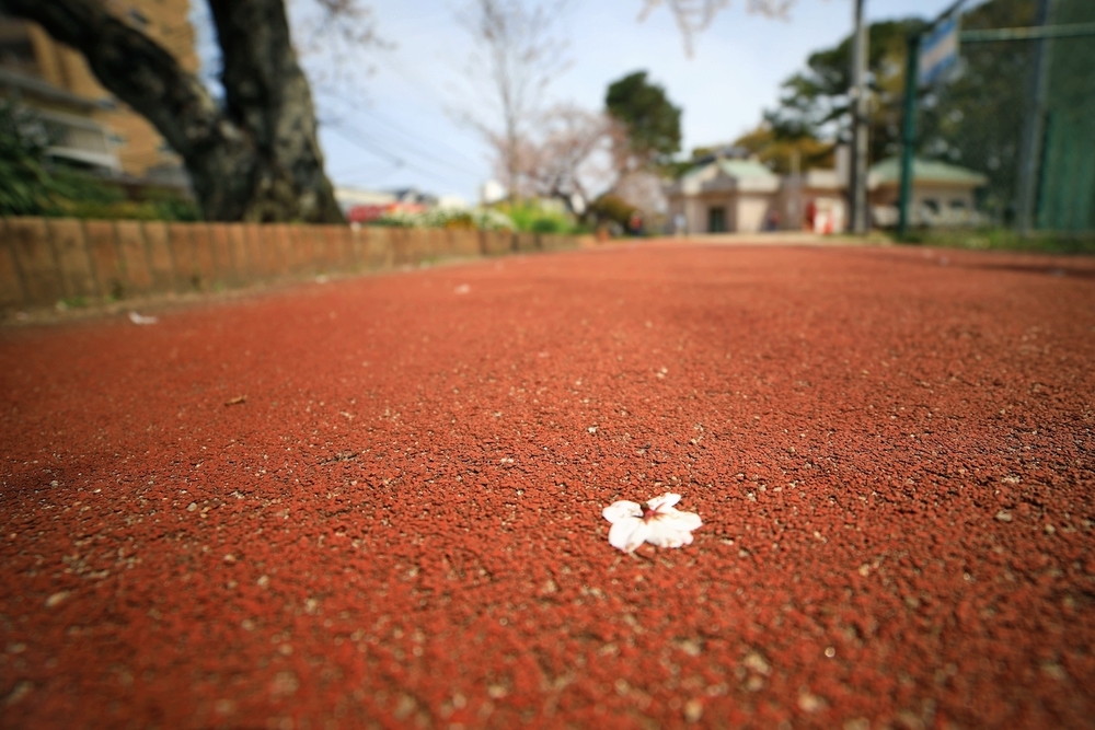 山王公園の桜のトラックの写真3
