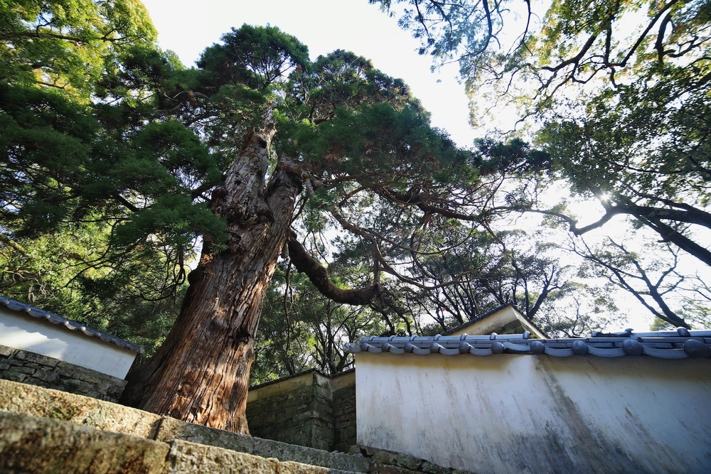 歴史好きランナーにオススメの厳原コースの写真6