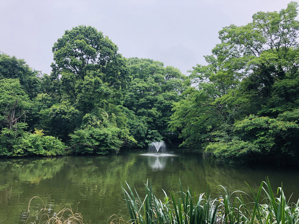 緑たっぷり善福寺川沿いラン in 杉並区の写真4