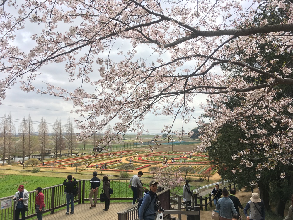 見どころ満載 我孫子〜柏 SP COMBO〜山・水・花・風車・寺・湯〜の写真5