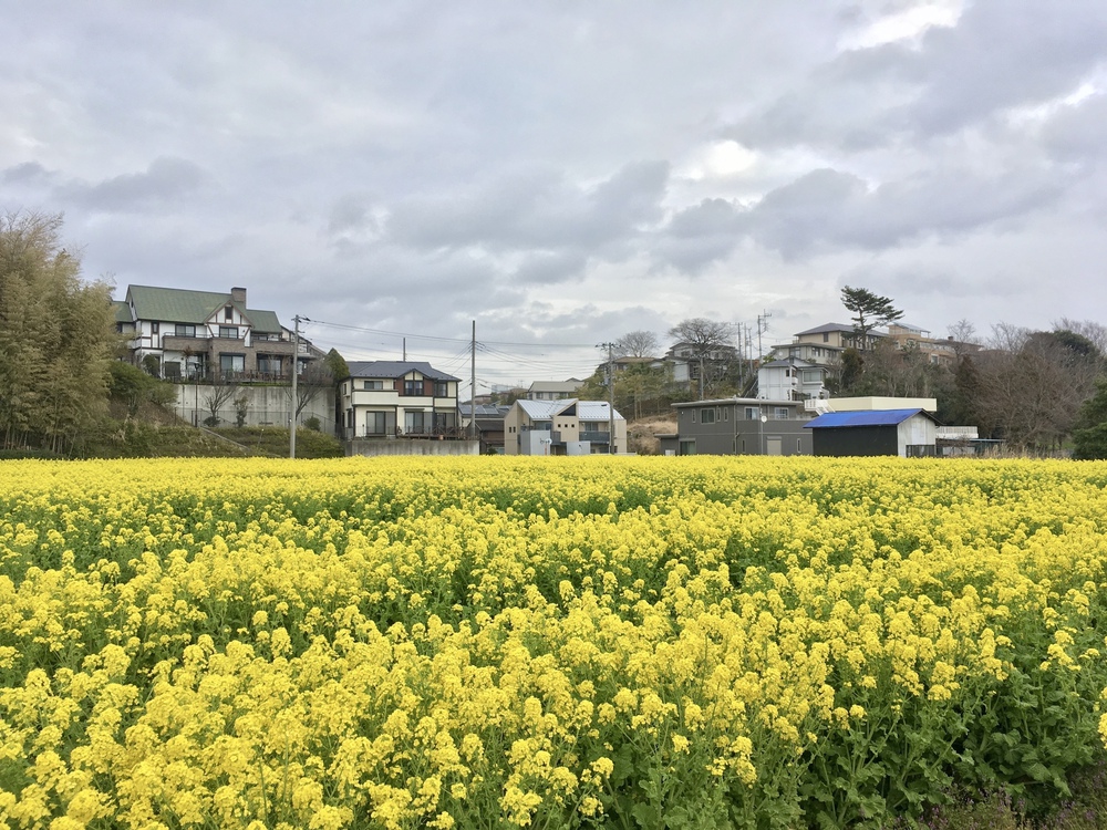 見どころ満載 我孫子〜柏 SP COMBO〜山・水・花・風車・寺・湯〜の写真7