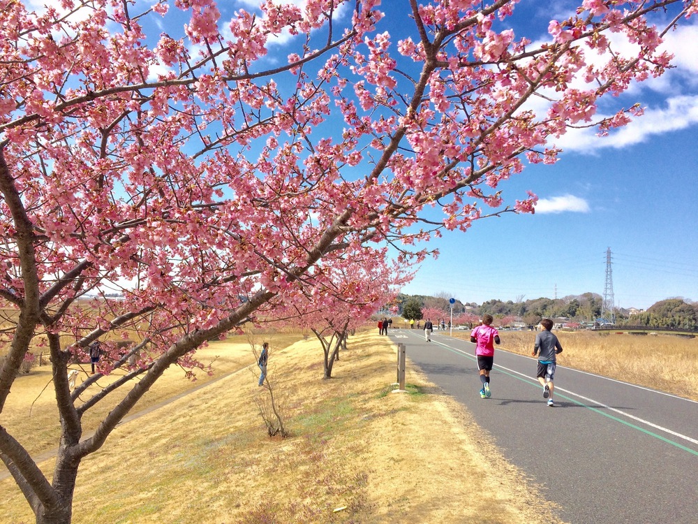 見どころ満載 我孫子〜柏 SP COMBO〜山・水・花・風車・寺・湯〜の写真9