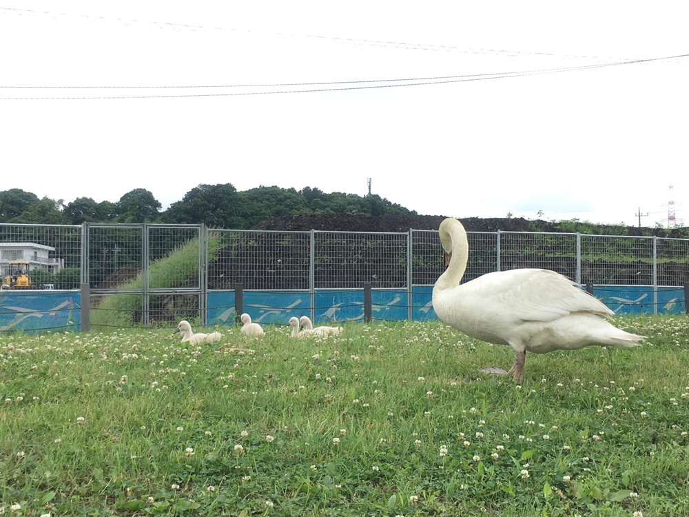 見どころ満載 我孫子〜柏 SP COMBO〜山・水・花・風車・寺・湯〜の写真10