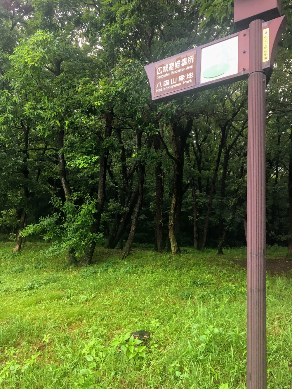 石神井川沿い〜さいかち窪、西武球場への写真5