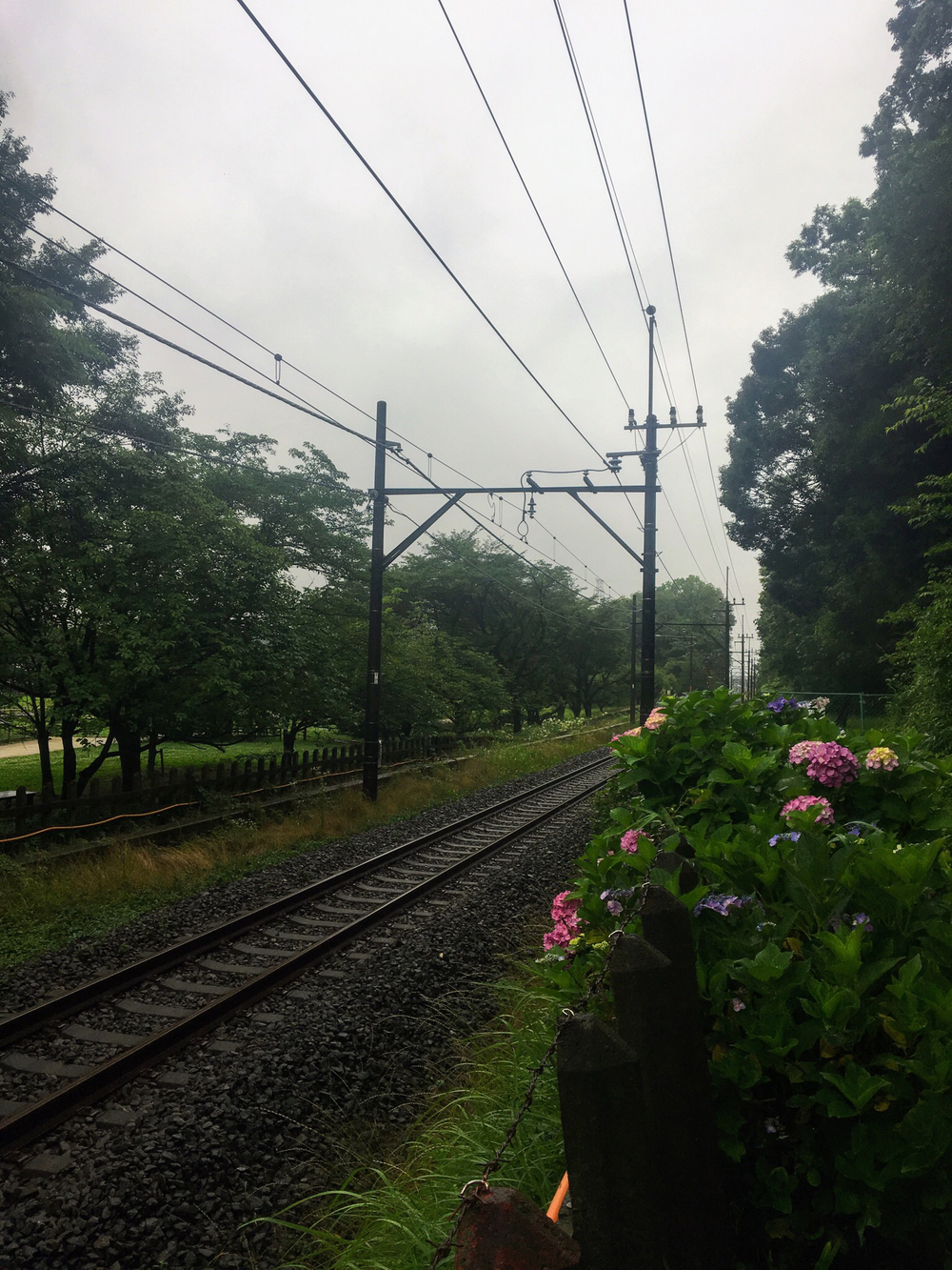 石神井川沿い〜さいかち窪、西武球場への写真6