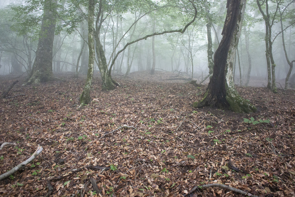 大室山～片蓋山～長尾山(富士 側火山)の写真3