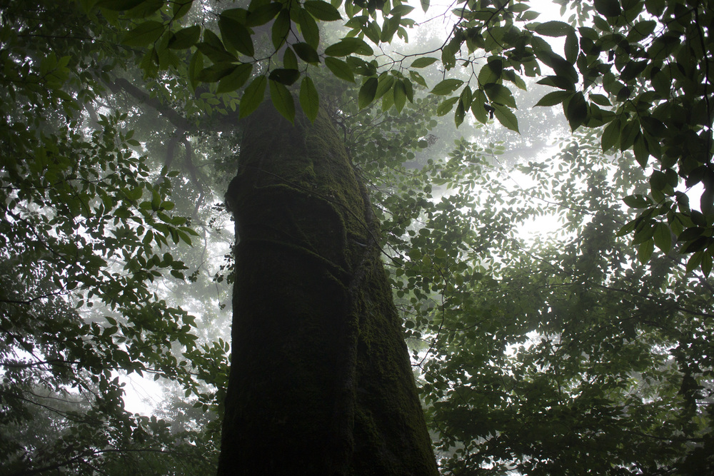 大室山～片蓋山～長尾山(富士 側火山)の写真4