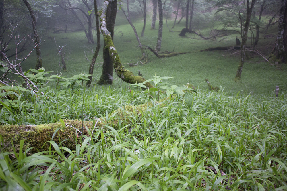 大室山～片蓋山～長尾山(富士 側火山)の写真5