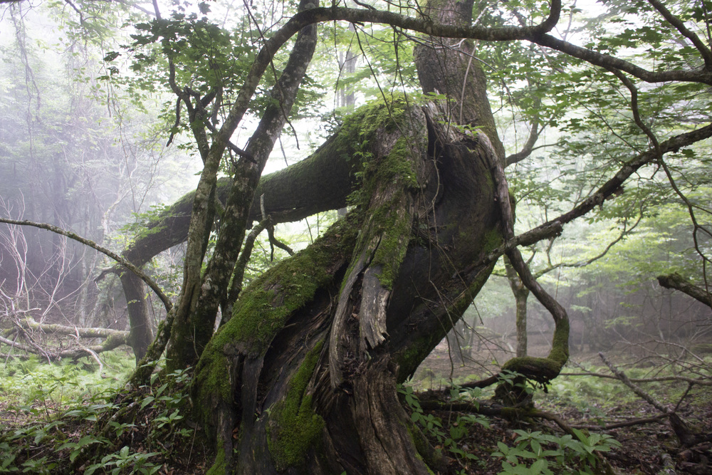 大室山～片蓋山～長尾山(富士 側火山)の写真7
