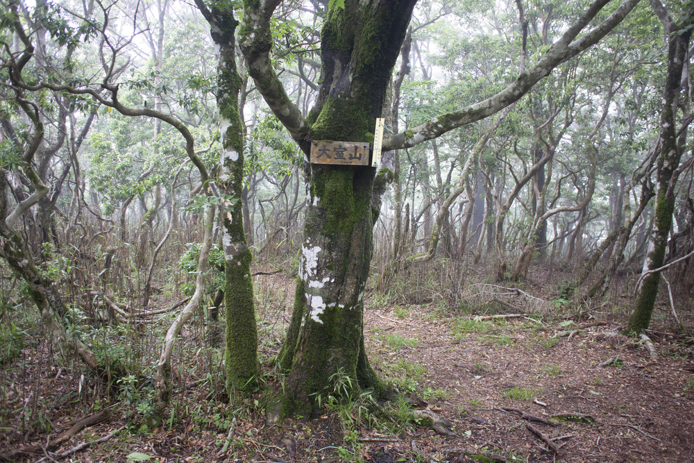 大室山～片蓋山～長尾山(富士 側火山)の写真9