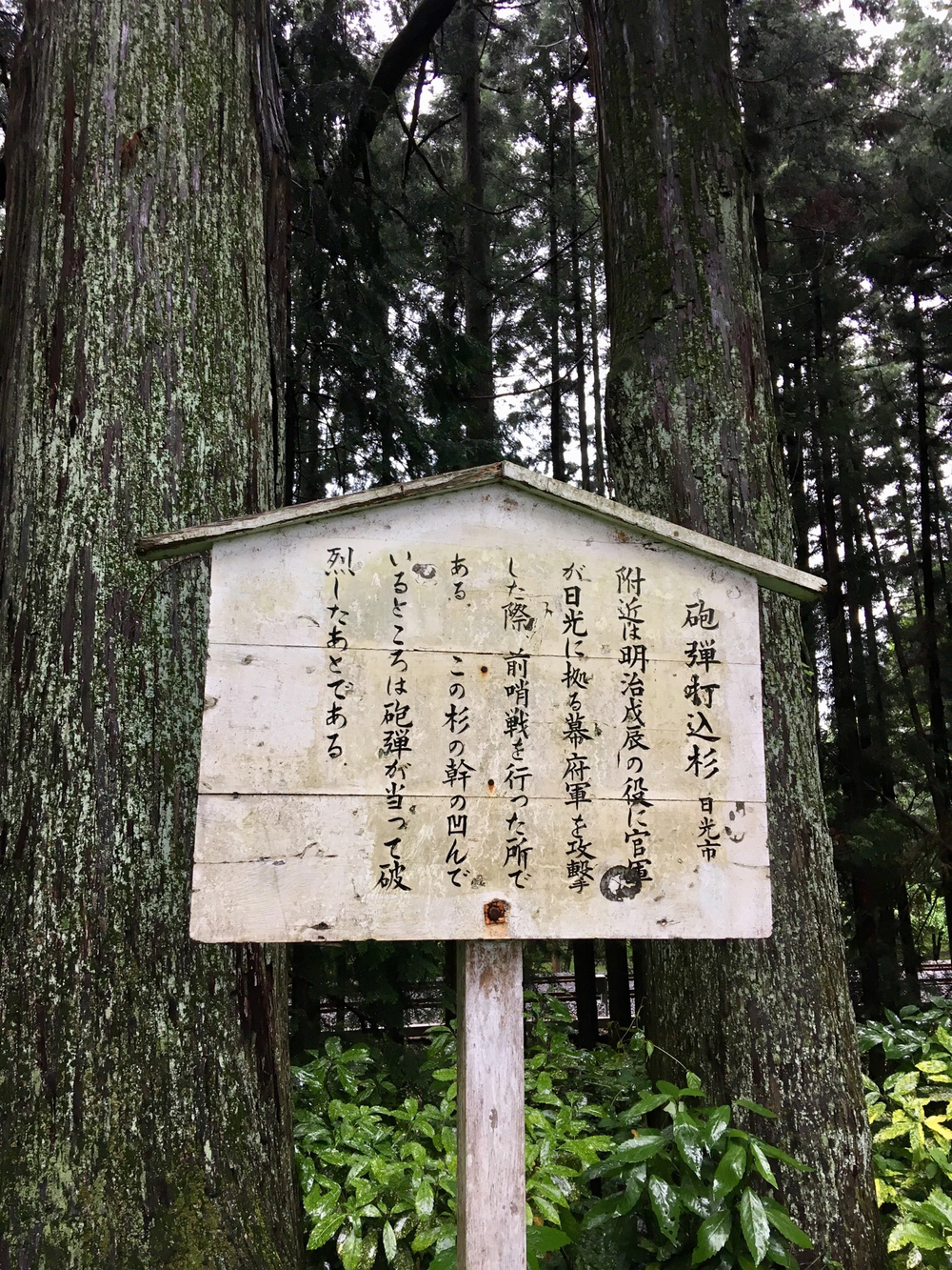 日光杉並木街道を心地よく木陰ランの写真3