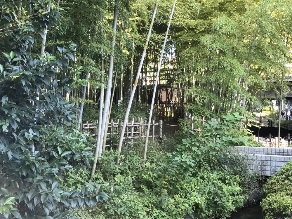 錦糸町〜スカイツリーへ大横川親水公園ランの写真3