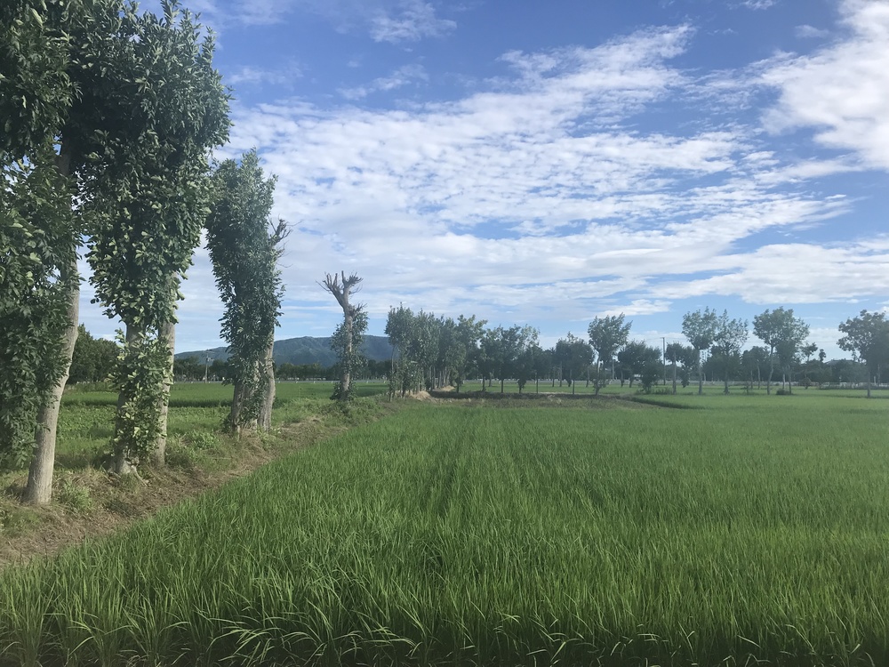 新潟ラン！360°田園風景ランニングコースの写真8