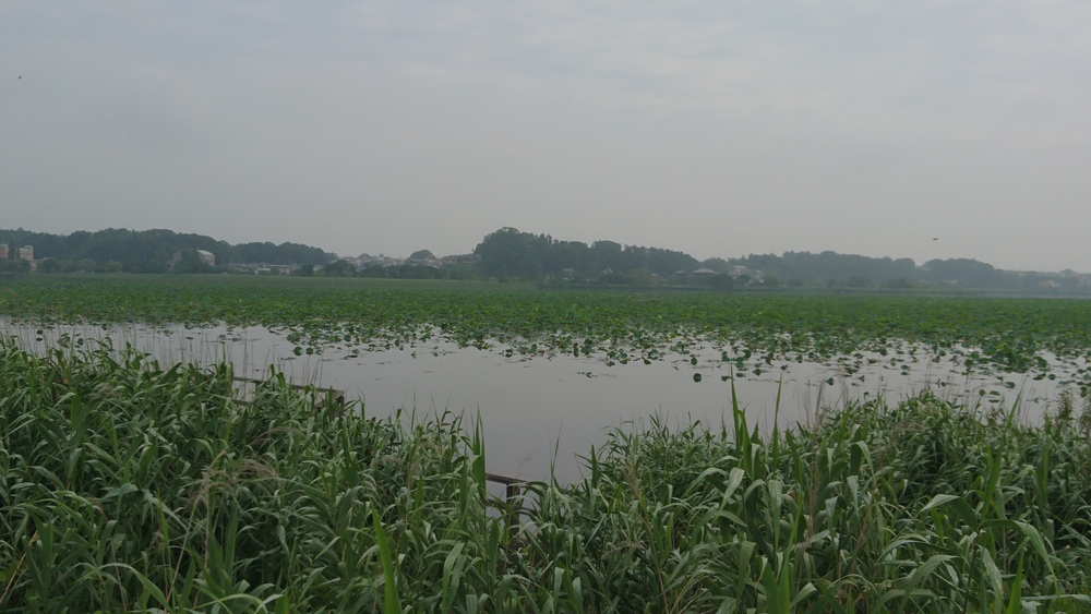 自然あふれる手賀沼周回＆白樺派の小径の写真4