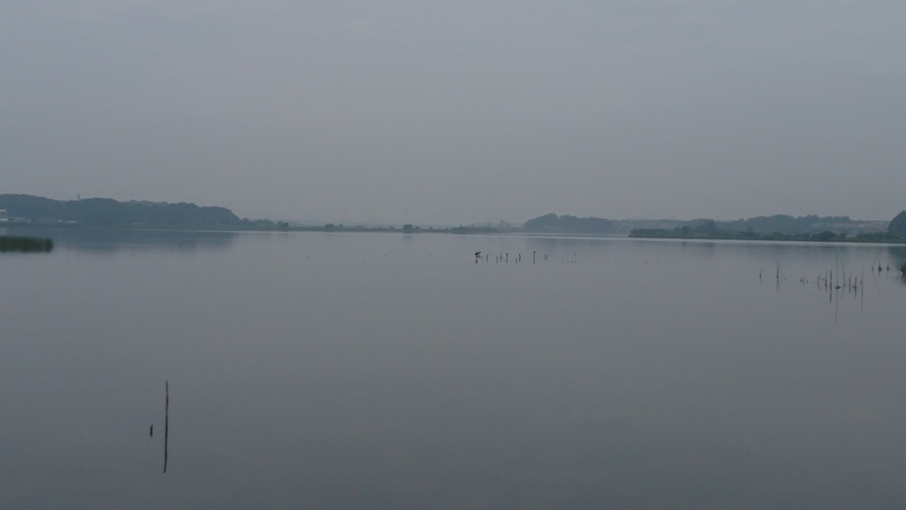 自然あふれる手賀沼周回＆白樺派の小径の写真6