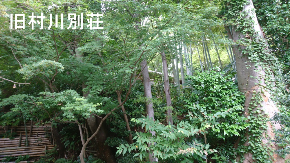 自然あふれる手賀沼周回＆白樺派の小径の写真11