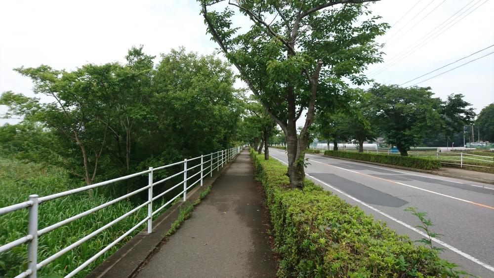 自然あふれる手賀沼周回＆白樺派の小径の写真17