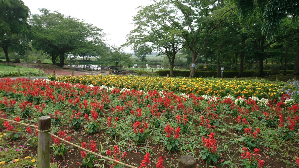 自然あふれる手賀沼周回＆白樺派の小径の写真18