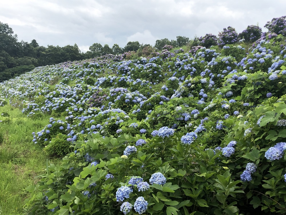 上杉謙信公の居城：春日山城跡をぐるりの写真15