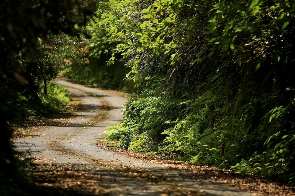 八丈島の秘境「三原林道」片道コースの写真3
