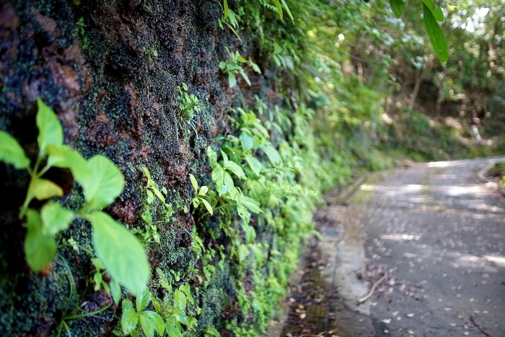 八丈島の秘境「三原林道」片道コースの写真4