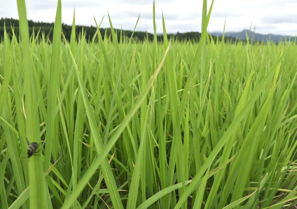 みちのく潮風トレイル(相馬市)の写真8