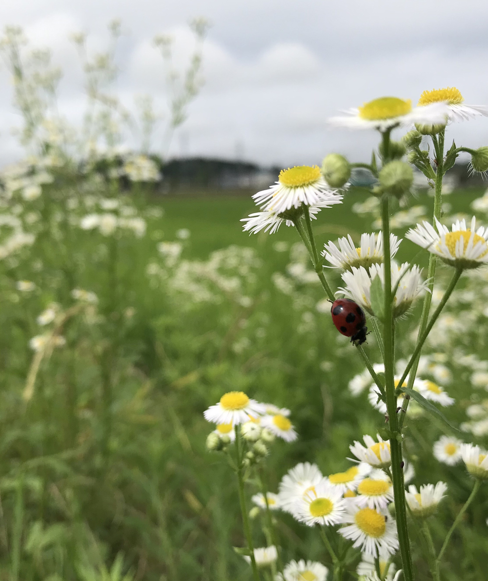 みちのく潮風トレイル(相馬市)の写真9