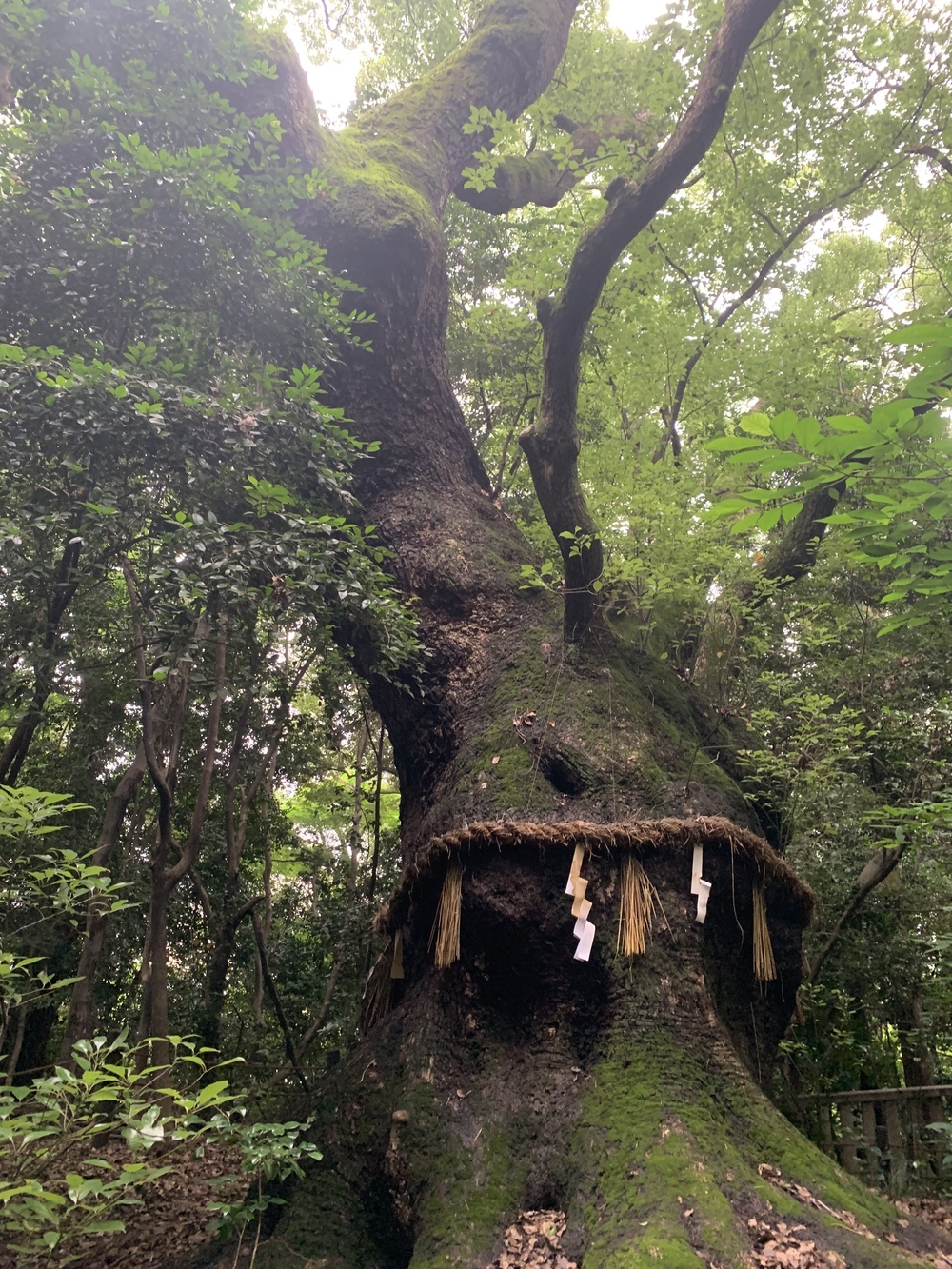 熱田神宮早朝ラン（名古屋）の写真5