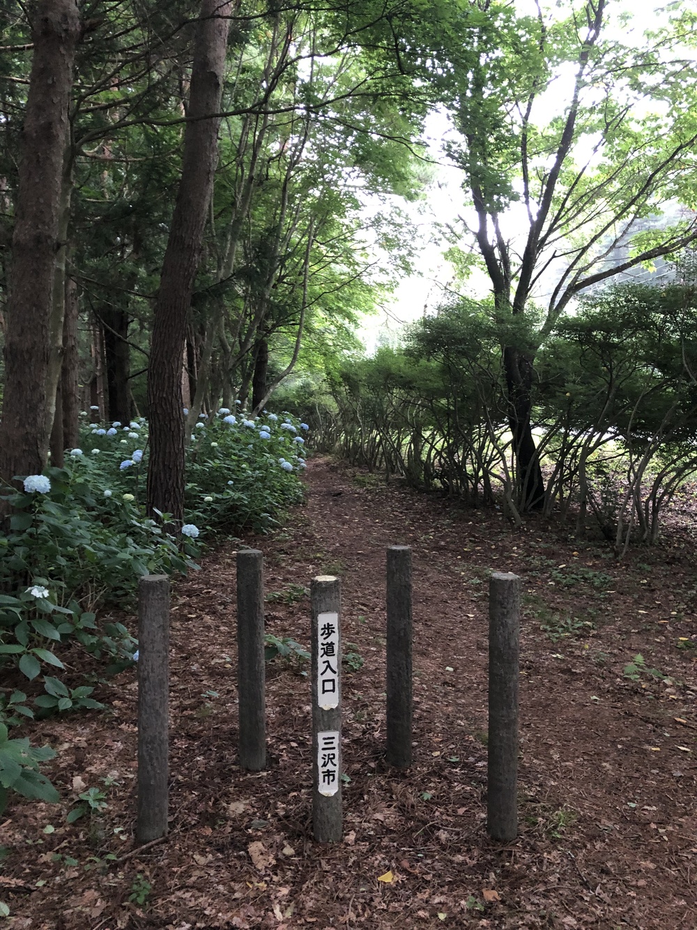 足元はしっかり枝払いしており程よいアップダウン。スピード練習にはもってこい！侮ってはいけないのがアトラクション有り。しっかり横倒しの丸太をJUMP！の写真3