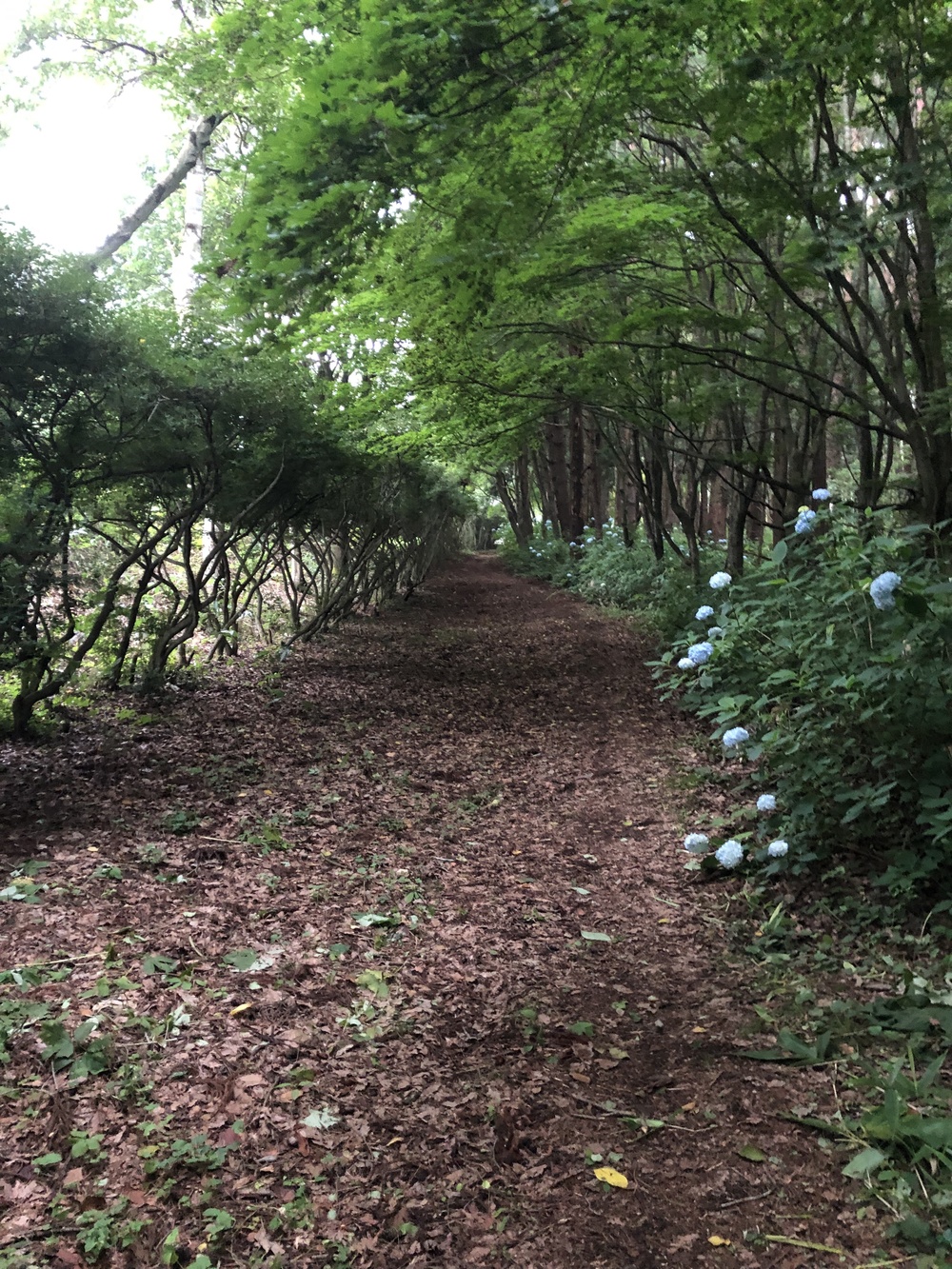 足元はしっかり枝払いしており程よいアップダウン。スピード練習にはもってこい！侮ってはいけないのがアトラクション有り。しっかり横倒しの丸太をJUMP！の写真4