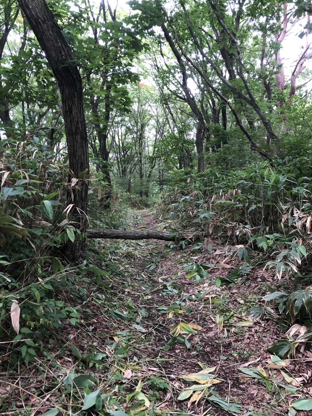 足元はしっかり枝払いしており程よいアップダウン。スピード練習にはもってこい！侮ってはいけないのがアトラクション有り。しっかり横倒しの丸太をJUMP！の写真5