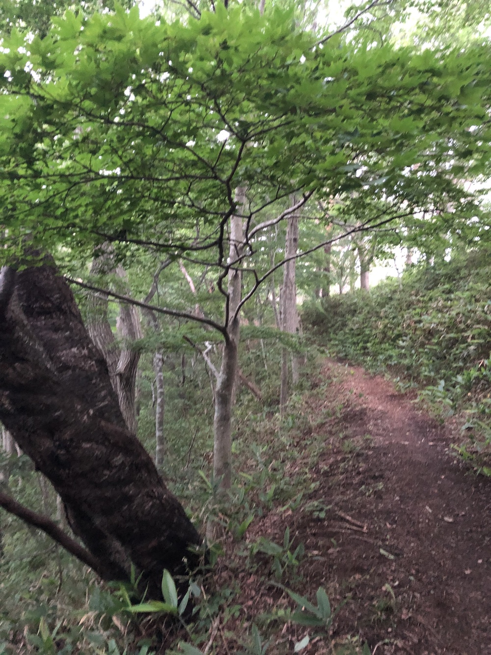 足元はしっかり枝払いしており程よいアップダウン。スピード練習にはもってこい！侮ってはいけないのがアトラクション有り。しっかり横倒しの丸太をJUMP！の写真7