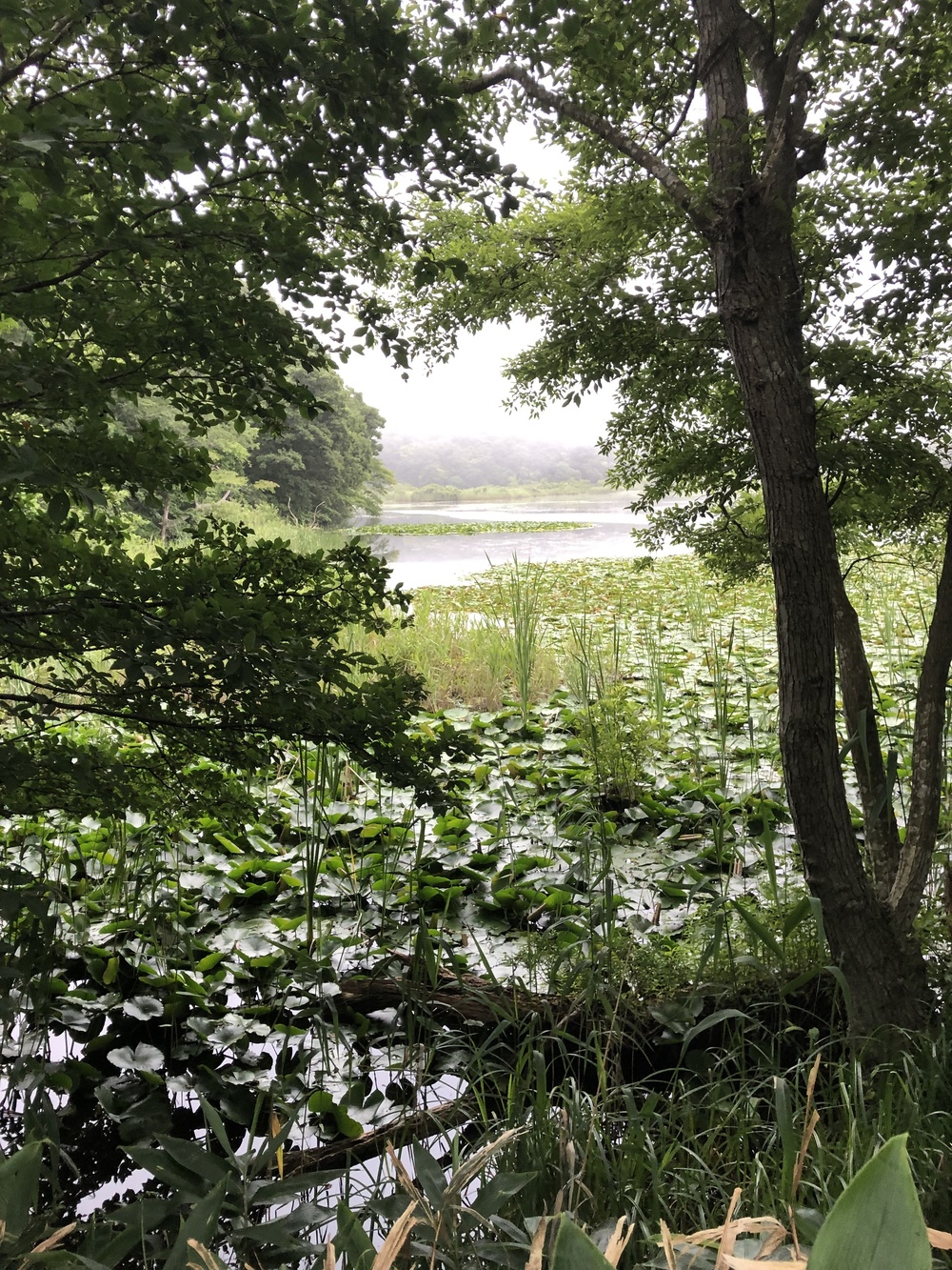 足元はしっかり枝払いしており程よいアップダウン。スピード練習にはもってこい！侮ってはいけないのがアトラクション有り。しっかり横倒しの丸太をJUMP！の写真10