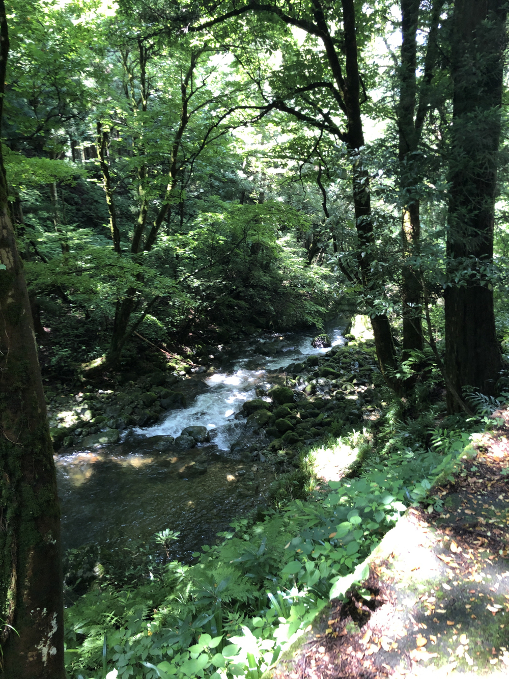 勝山市北半分を周回して、岩屋大杉参拝コースの写真6
