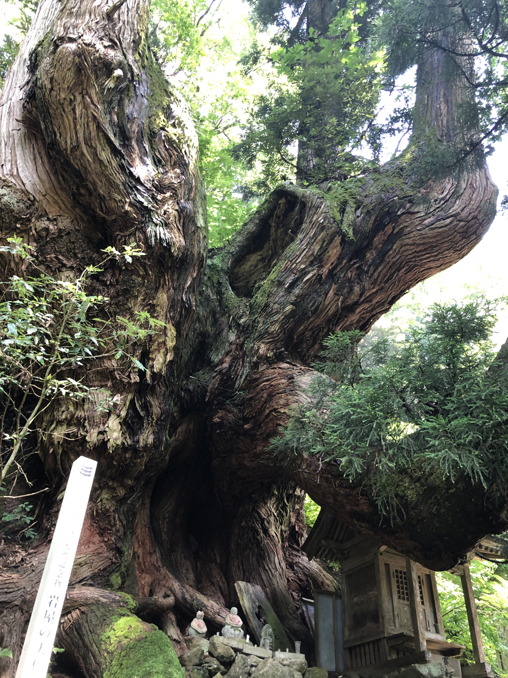 勝山市北半分を周回して、岩屋大杉参拝コースの写真7