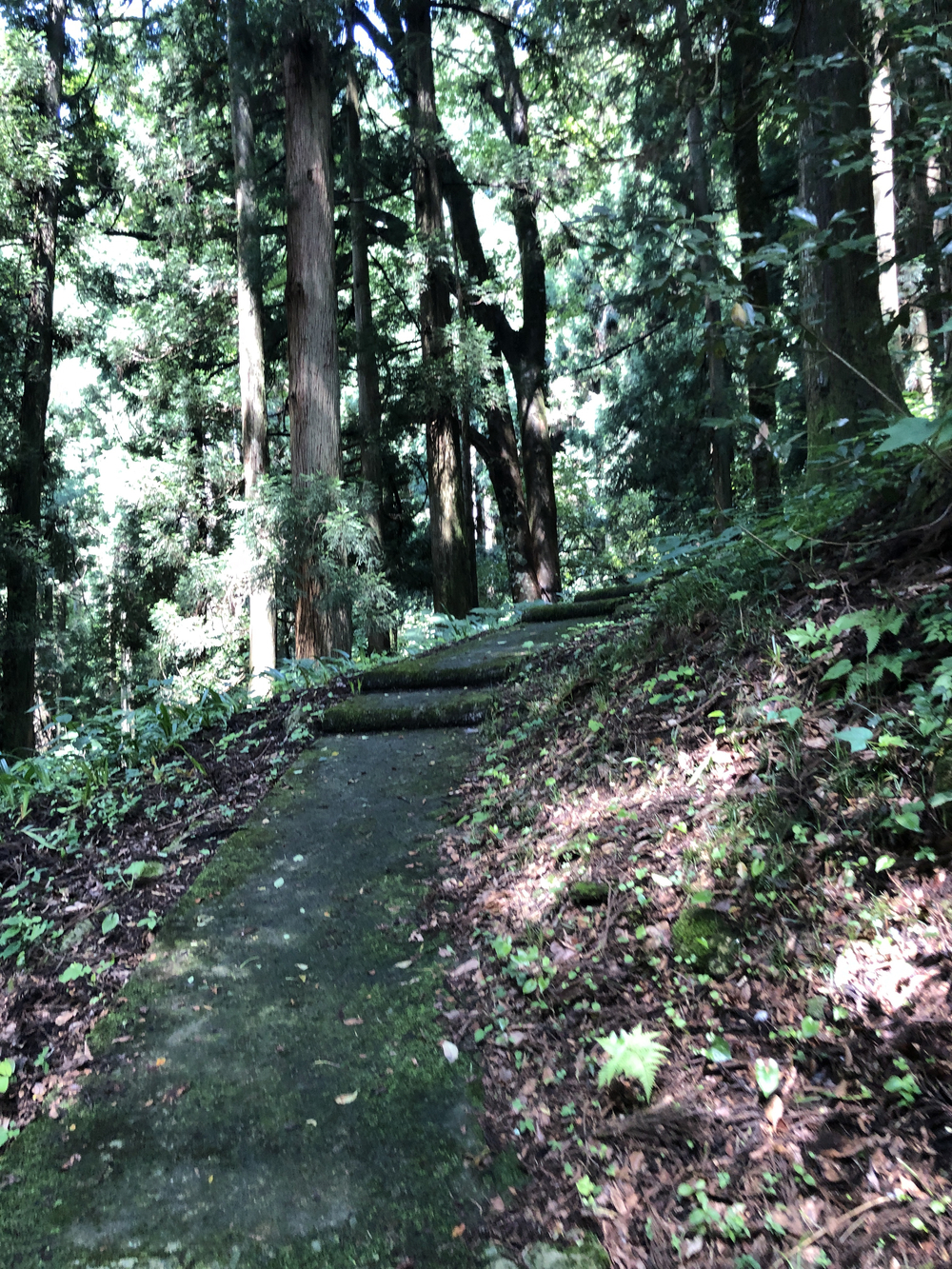 勝山市北半分を周回して、岩屋大杉参拝コースの写真9
