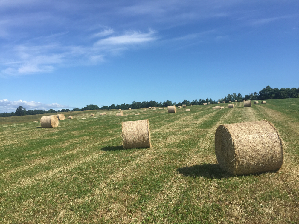 上富良野〜白金観光ランの写真5