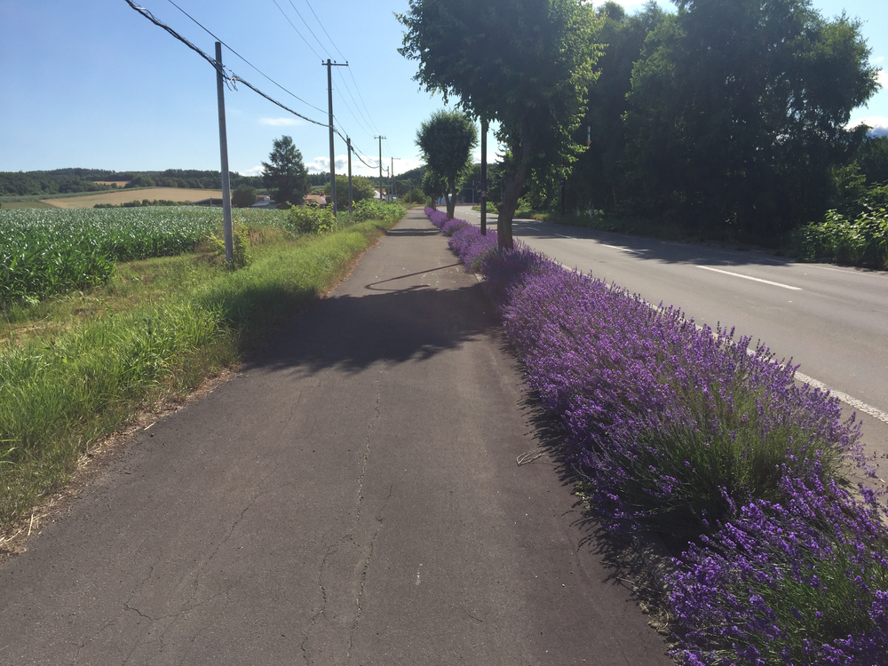 上富良野〜白金観光ランの写真8