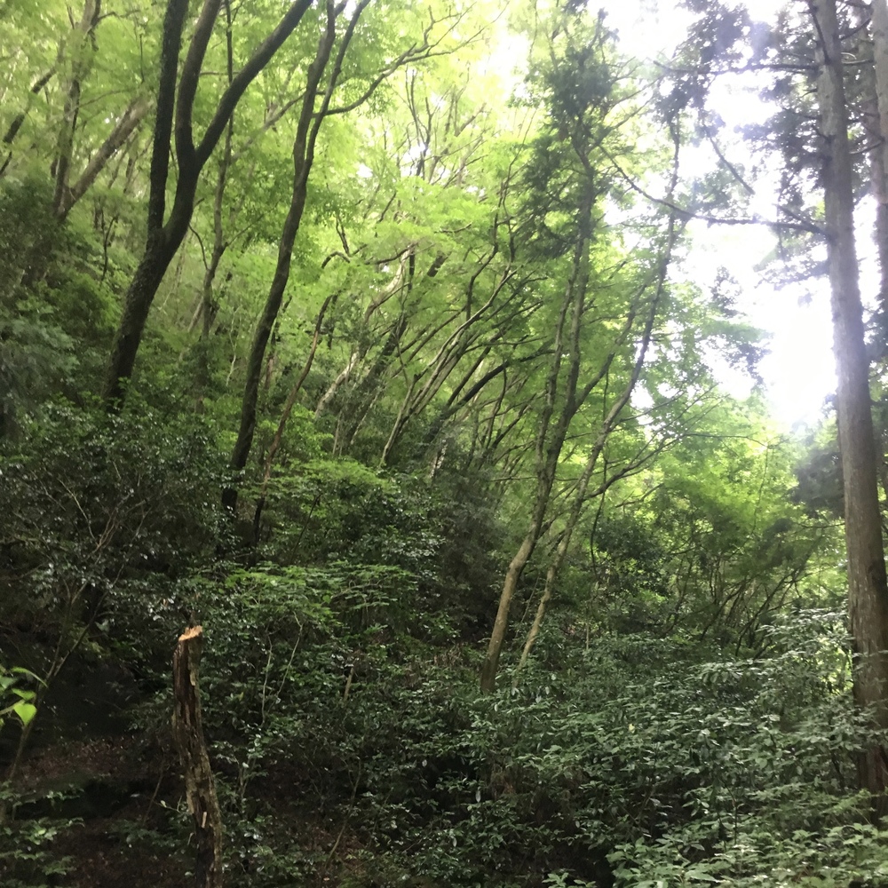 Mt.Tsukuba Foggy Trail Running ~ Awesome Burgers~の写真3